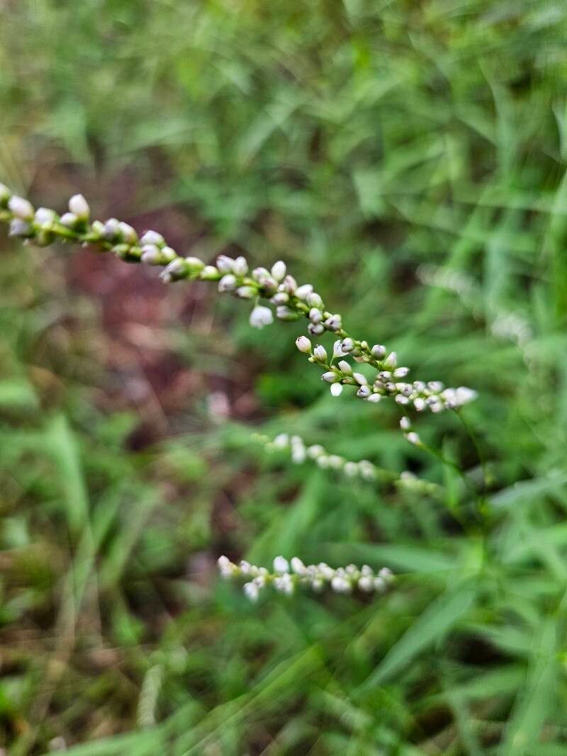 Polygonum tenerum flower