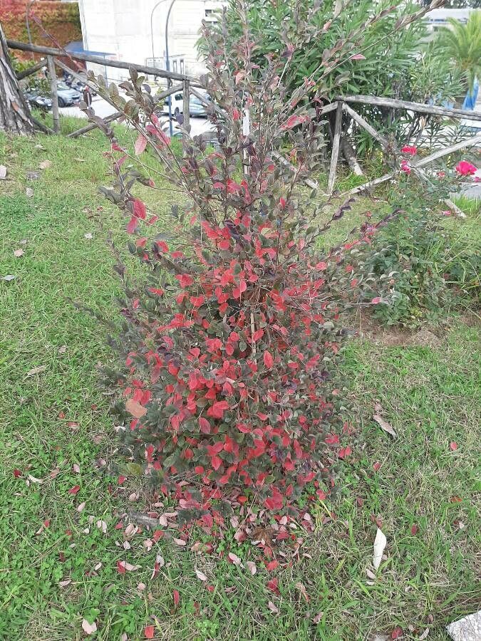 Cotoneaster zabelii habit