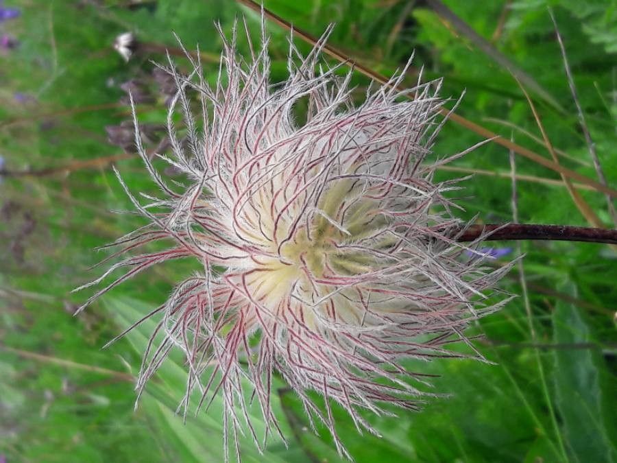 Anemone alpina fruit