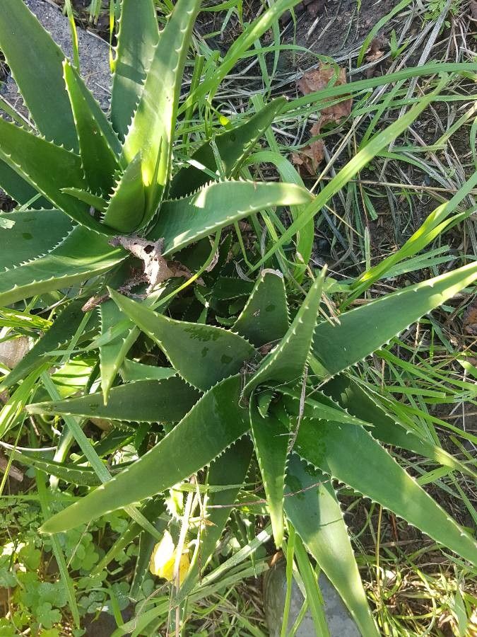 Aloe secundiflora — search result for 'Sudan'