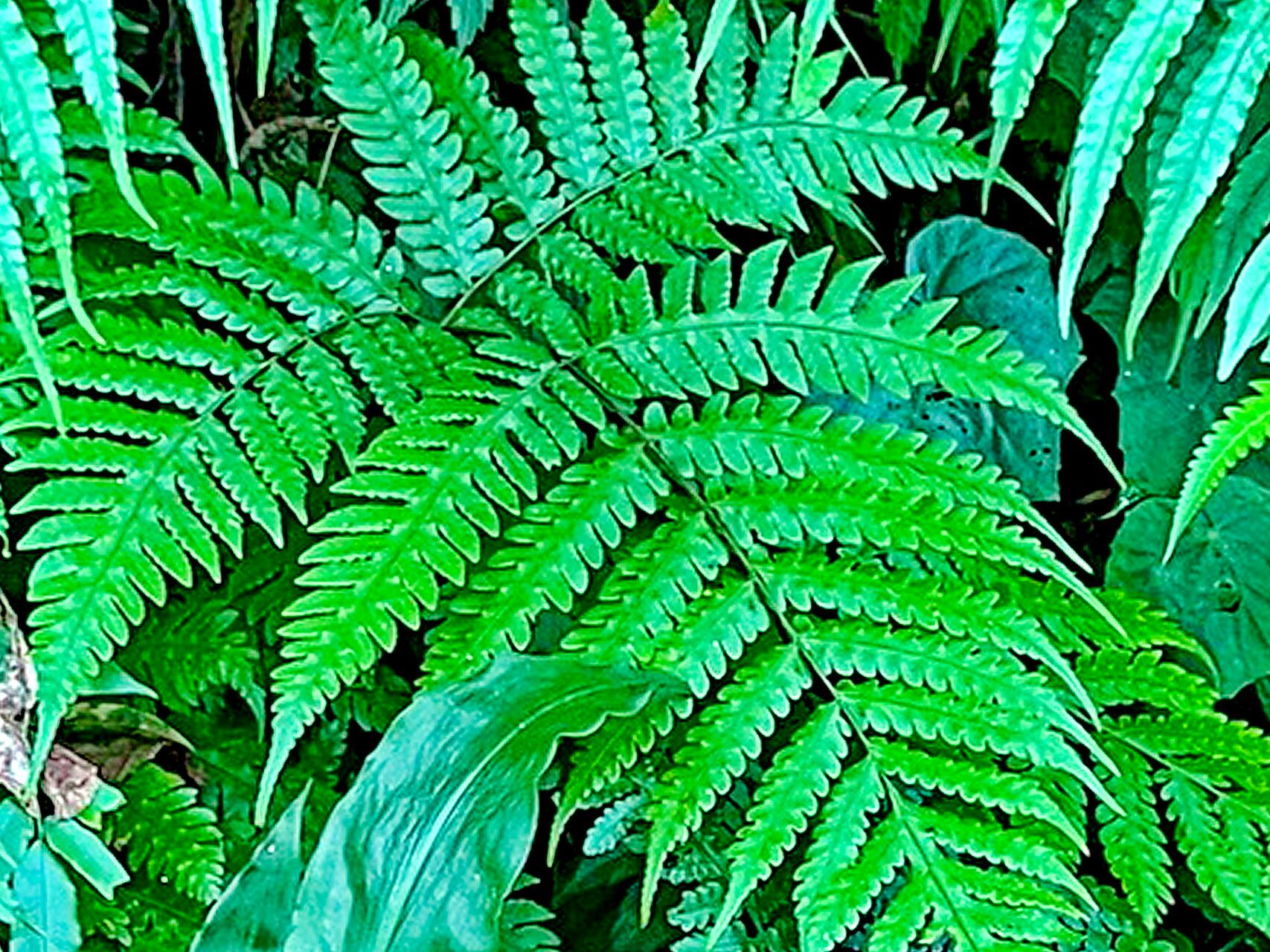 Pleocnemia submembranacea — houseplant care guide