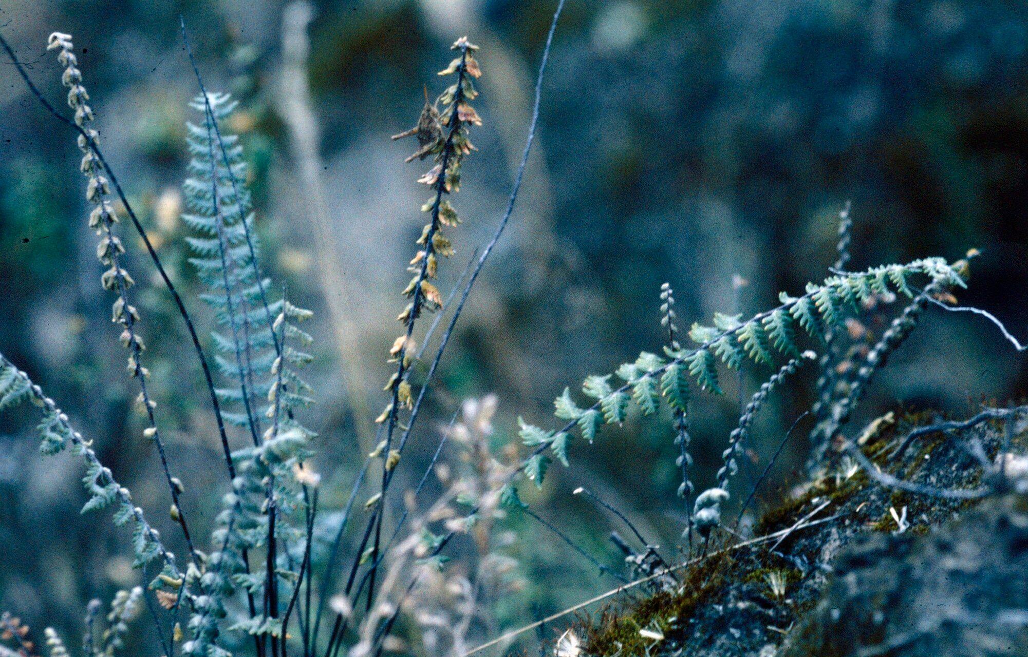 Hemionitis sinuata habit