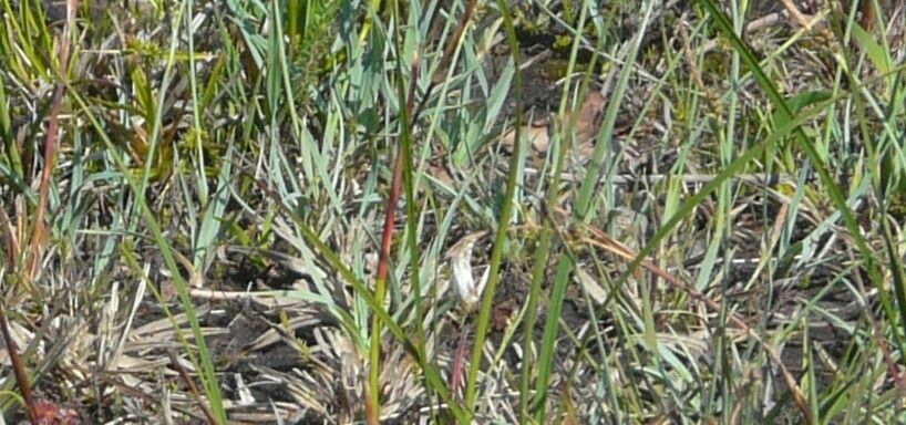 Carex panicea — houseplant care guide