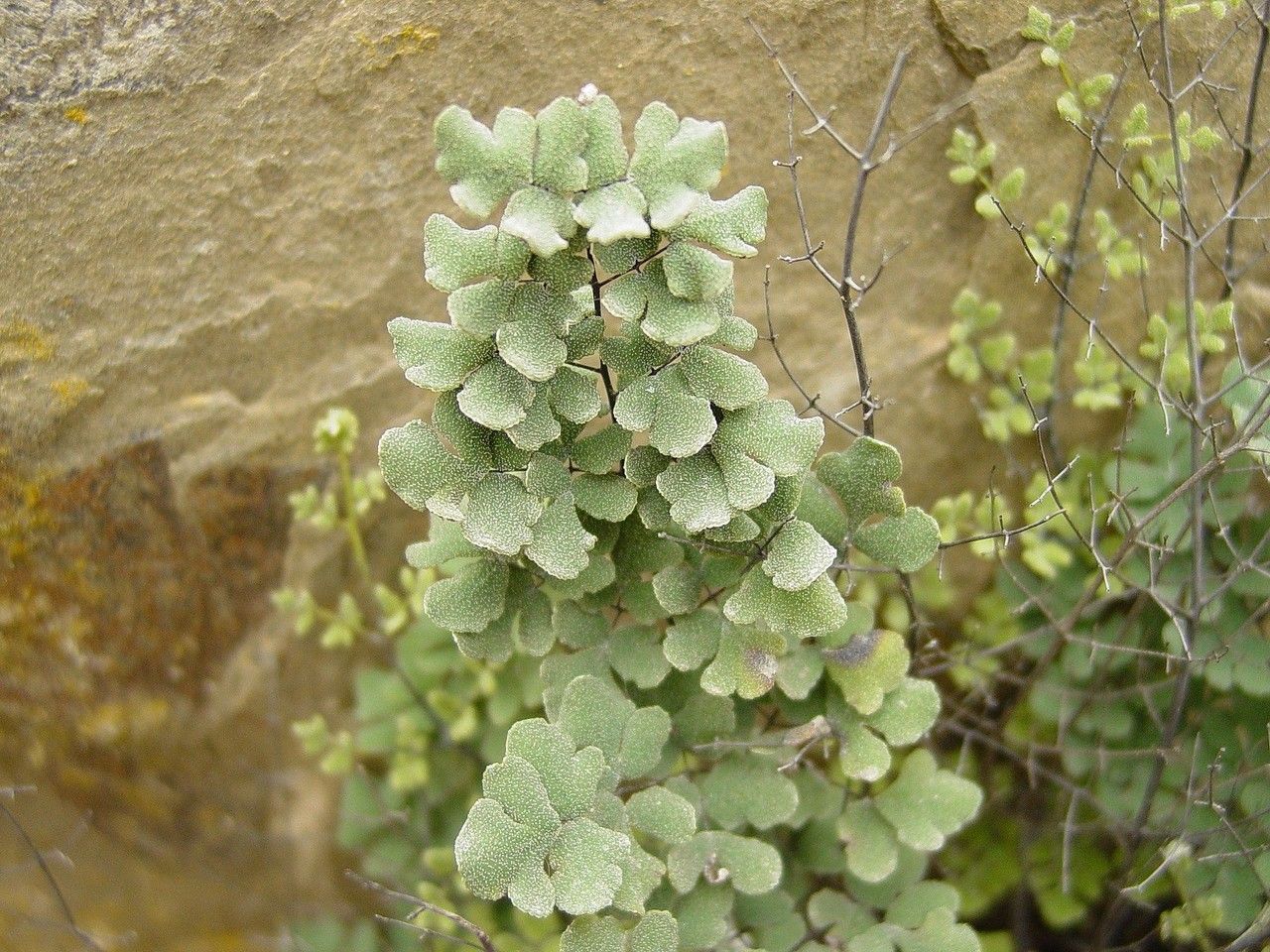 Hemionitis incana — houseplant care guide