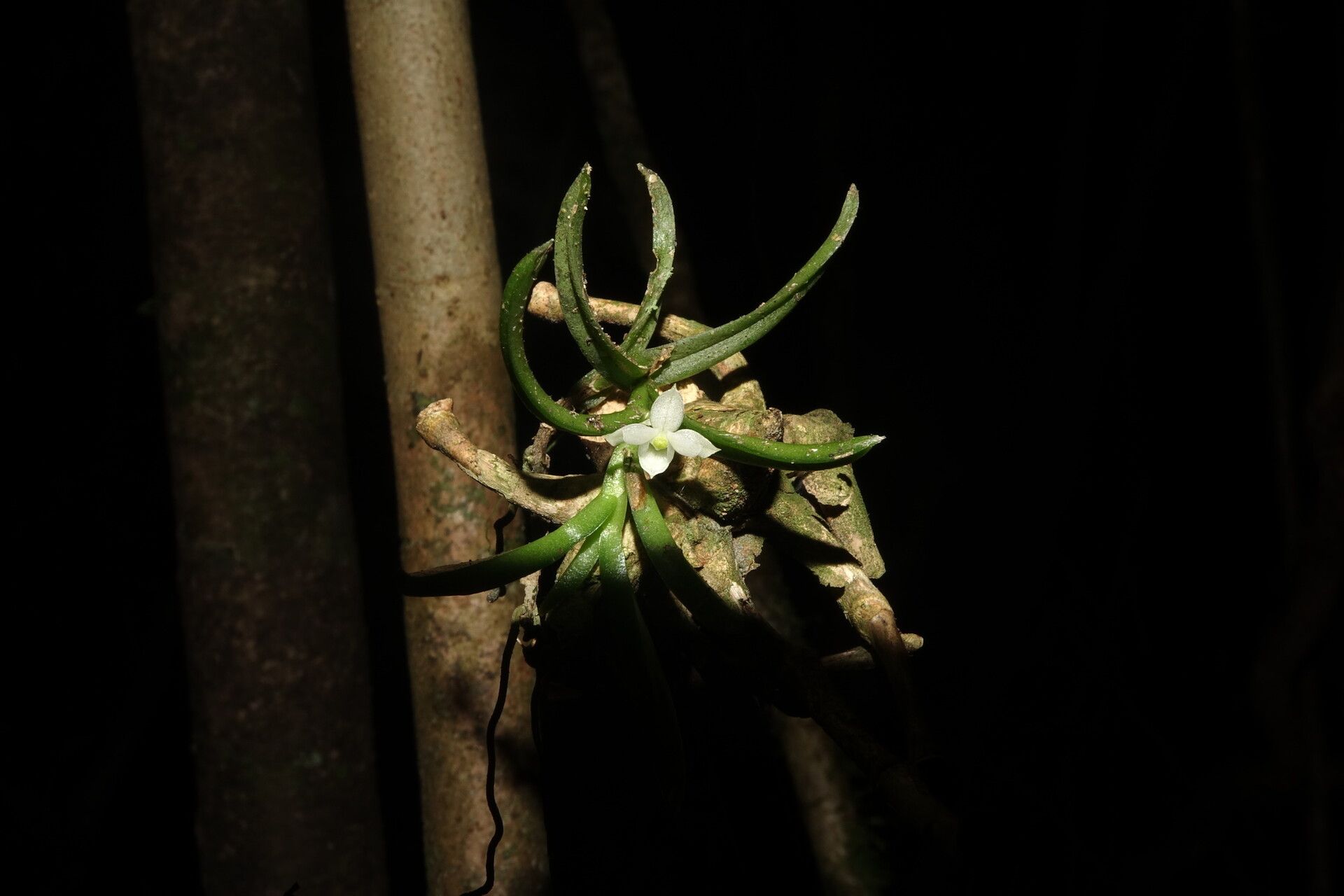 Angraecum pterophyllum — houseplant care guide