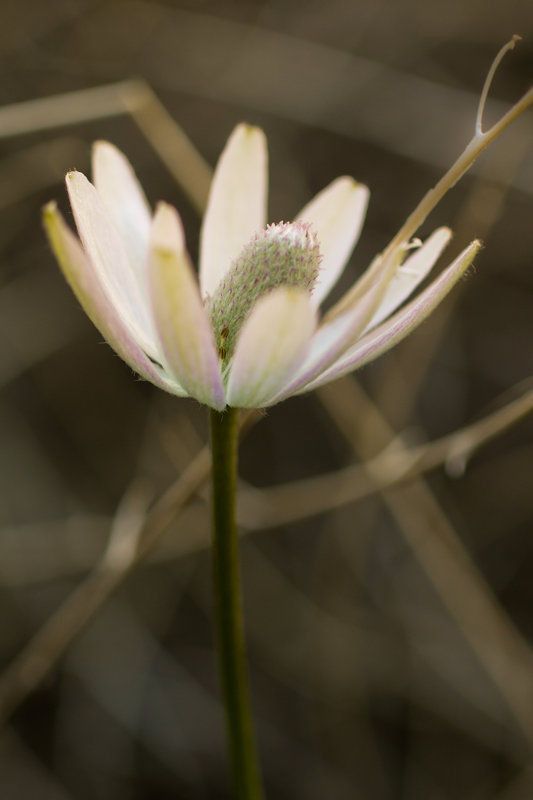 Anemone tuberosa — search result for 'Anemone'
