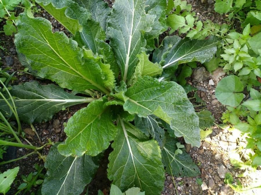 Mandragora officinarum leaf