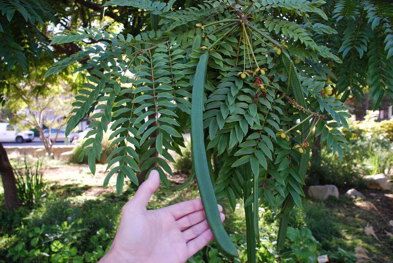 Cassia leptophylla fruit