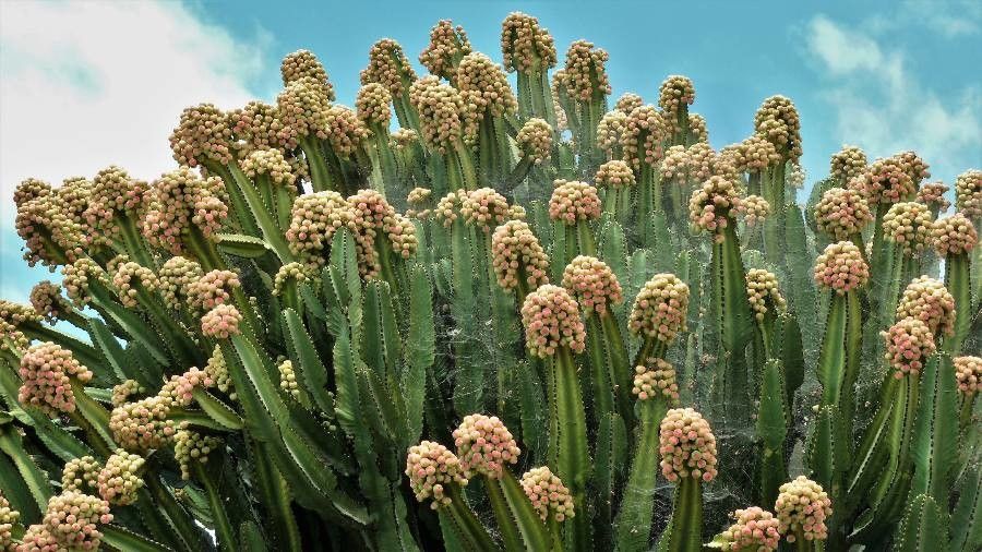Euphorbia candelabrum fruit