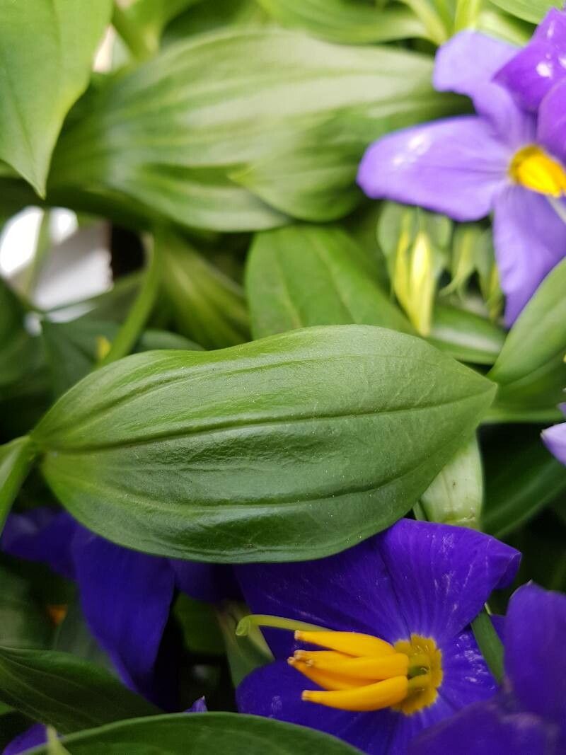 Exacum trinervium — houseplant care guide