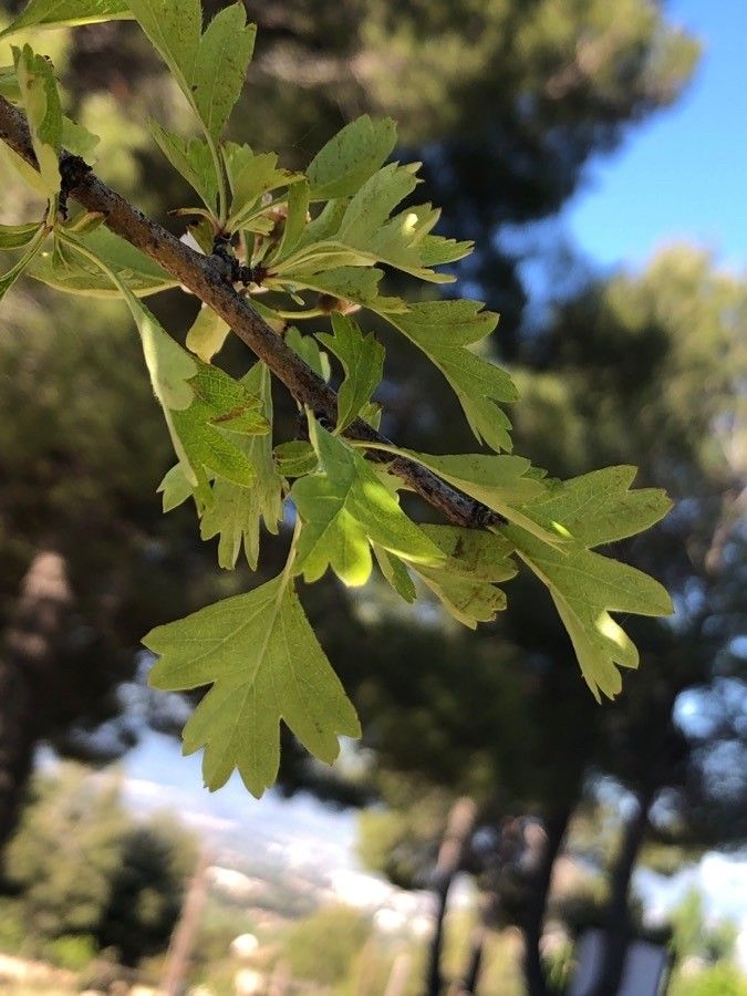 Crataegus × sinaica — search result for 'Egypt'