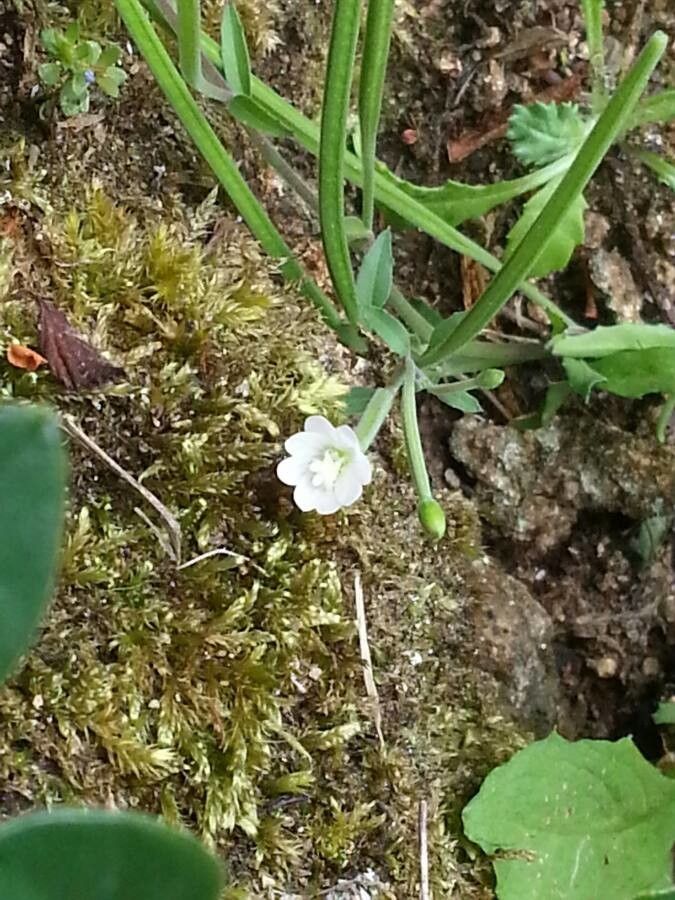 Pholistoma membranaceum flower