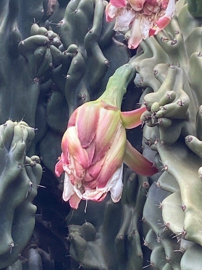Cereus uruguayanus flower