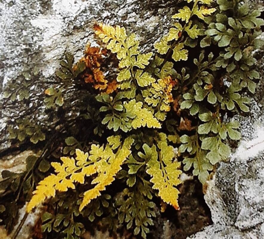 Woodsia glabella — related species from the same genus