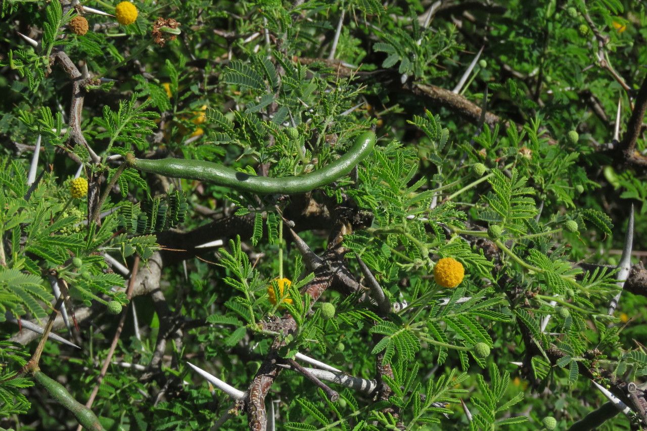 Vachellia tortuosa fruit
