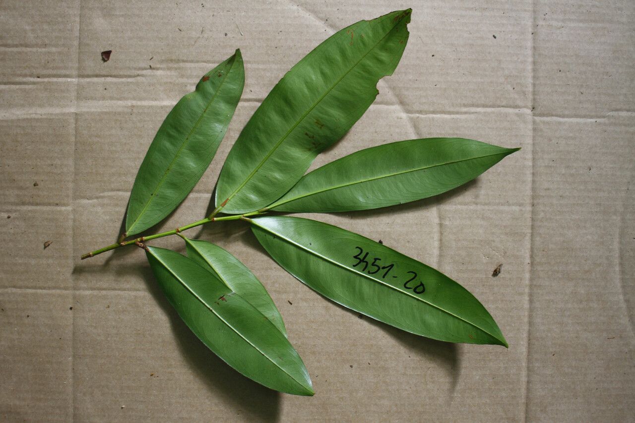 Ouratea decagyna leaf