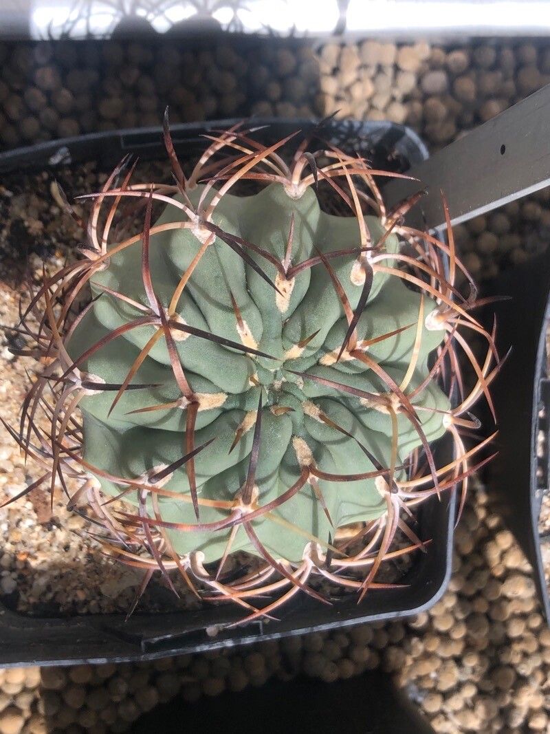 Eriosyce aurata — related species from the same genus