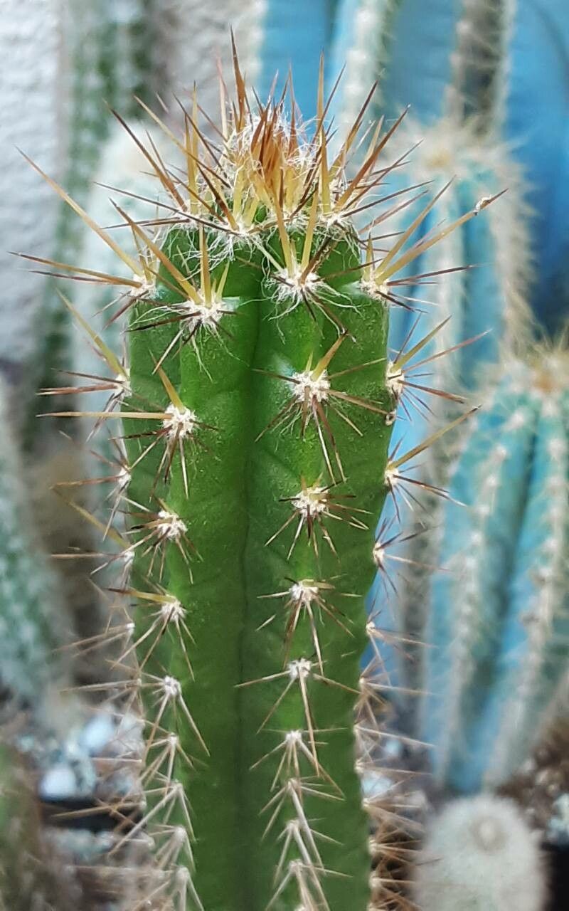 Pilosocereus curtisii — search result for 'Pilosocereus'