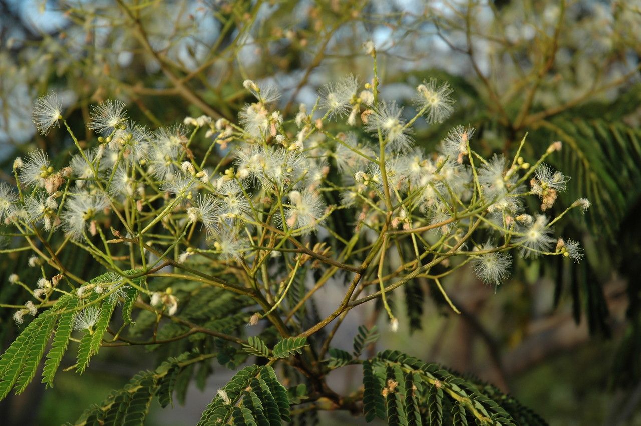 Falcataria moluccana flower