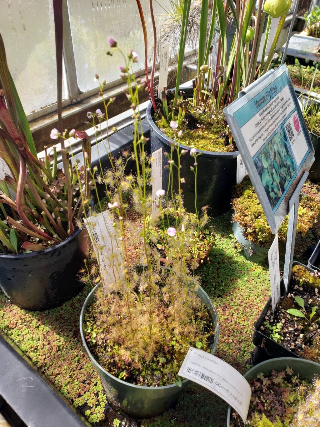 Drosera auriculata habit