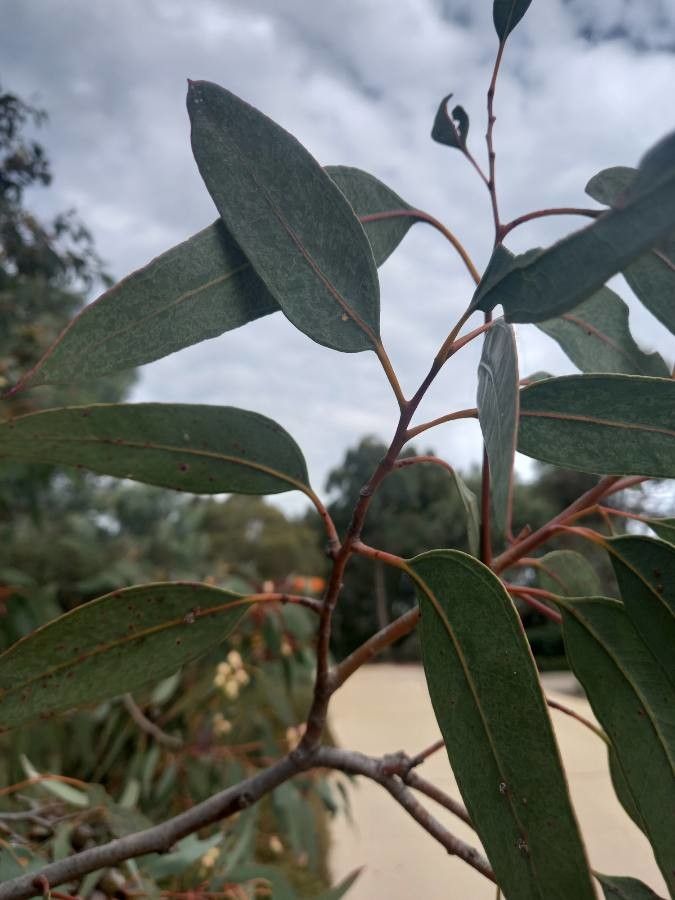 Eucalyptus cosmophylla — houseplant care guide