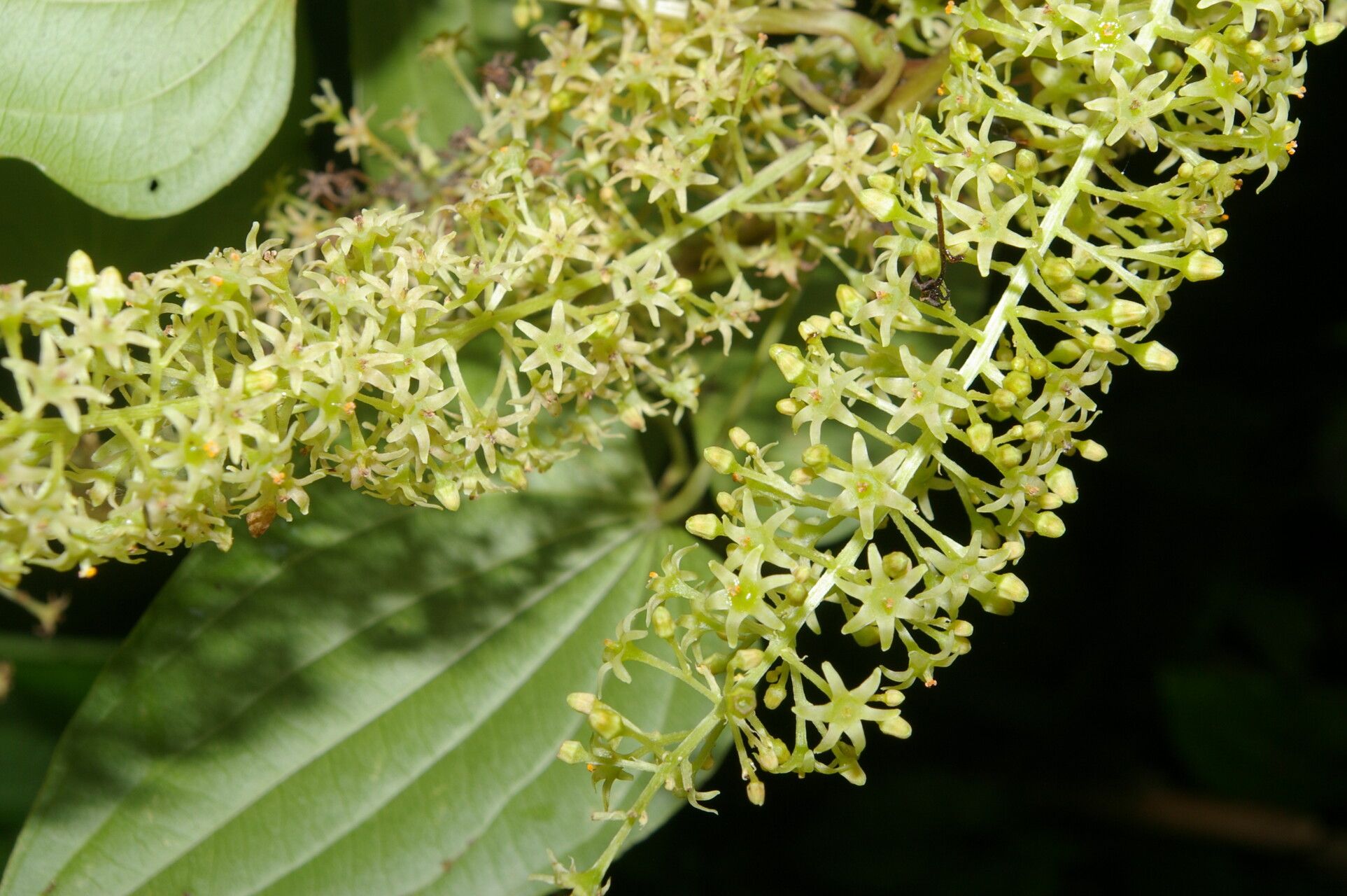 Dioscorea standleyi habit