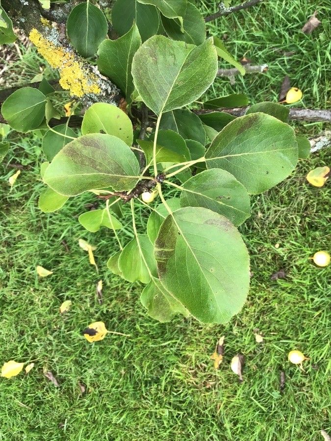 Pyrus ussuriensis — search result for 'Pyrus'