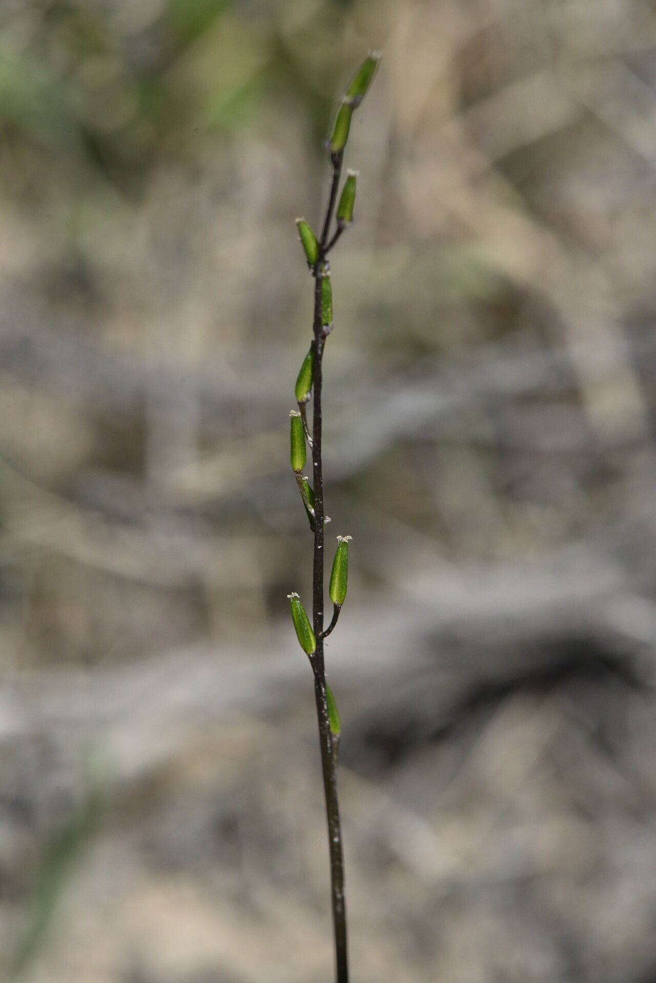 Triglochin laxiflora flower