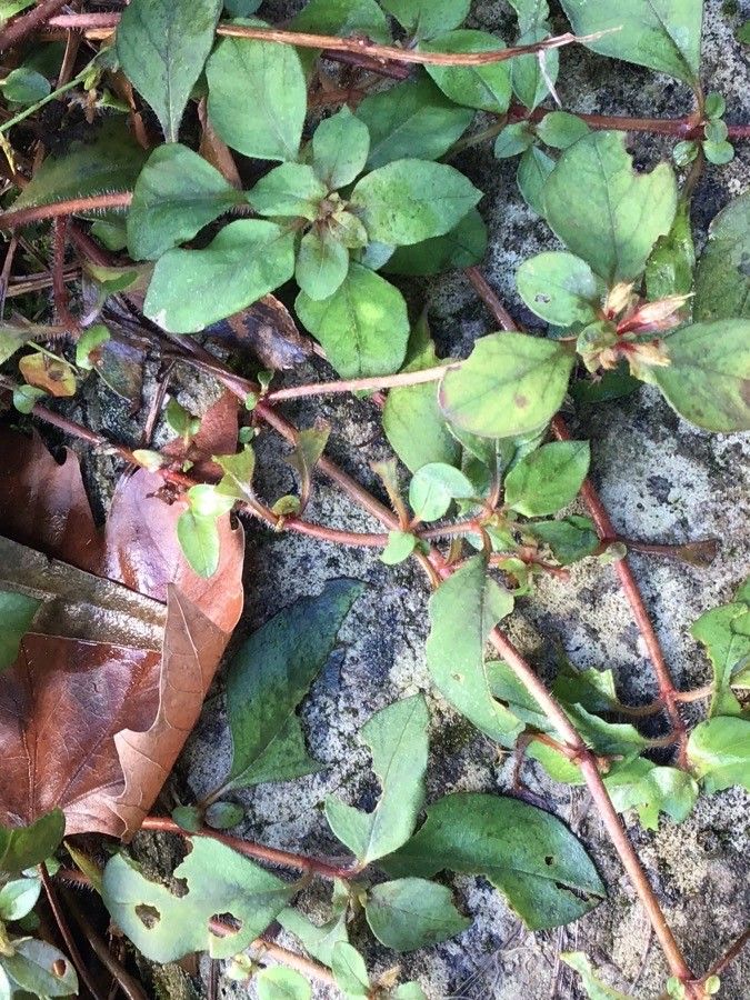 Lysimachia congestiflora leaf