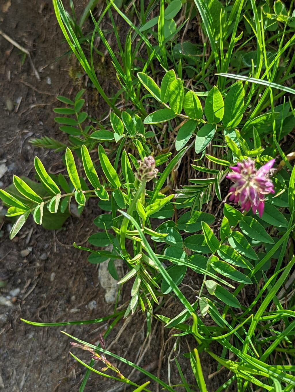 Hedysarum hedysaroides — search result for 'Sulla'