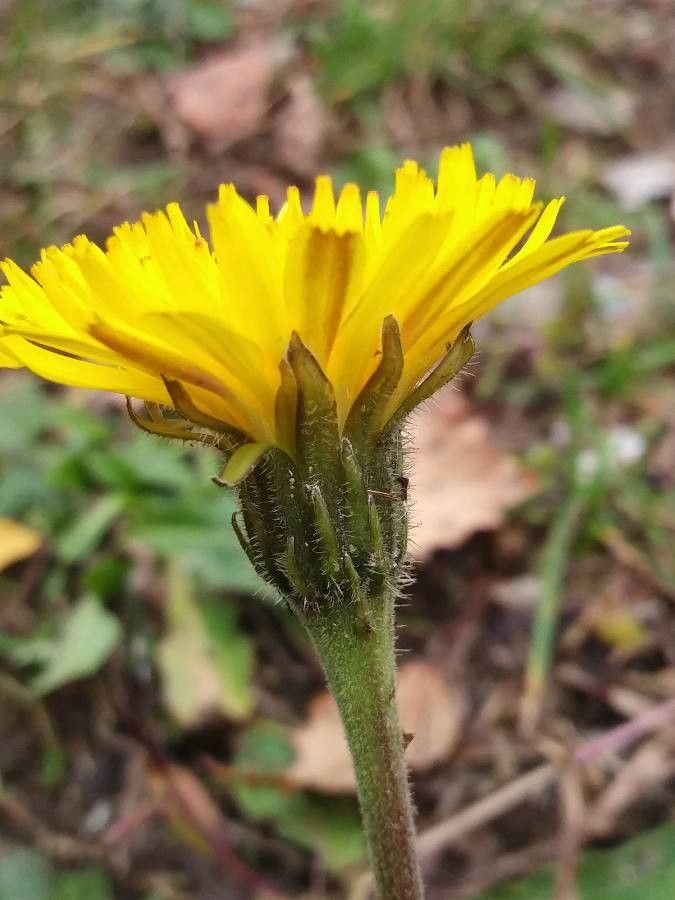 Leontodon hispidus flower