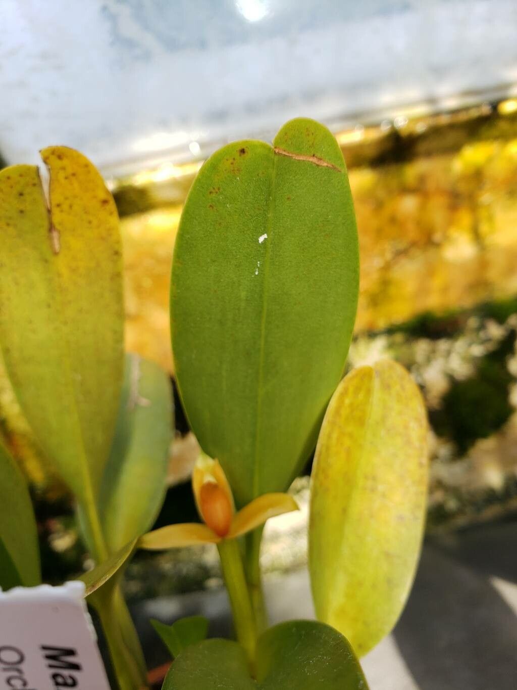 Maxillaria villosa — search result for 'Maxillaria'