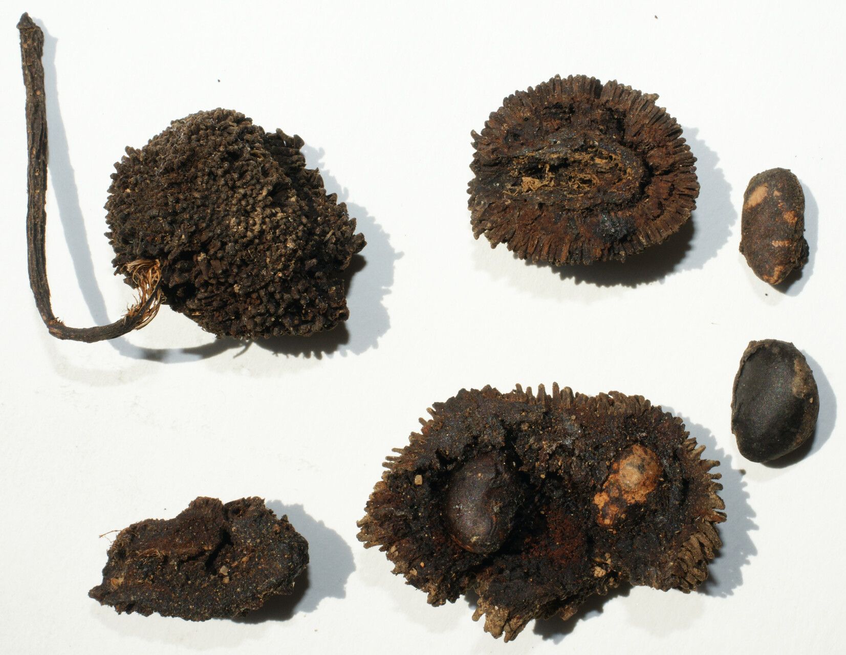 Artocarpus montanus — search result for 'Artocarpus'