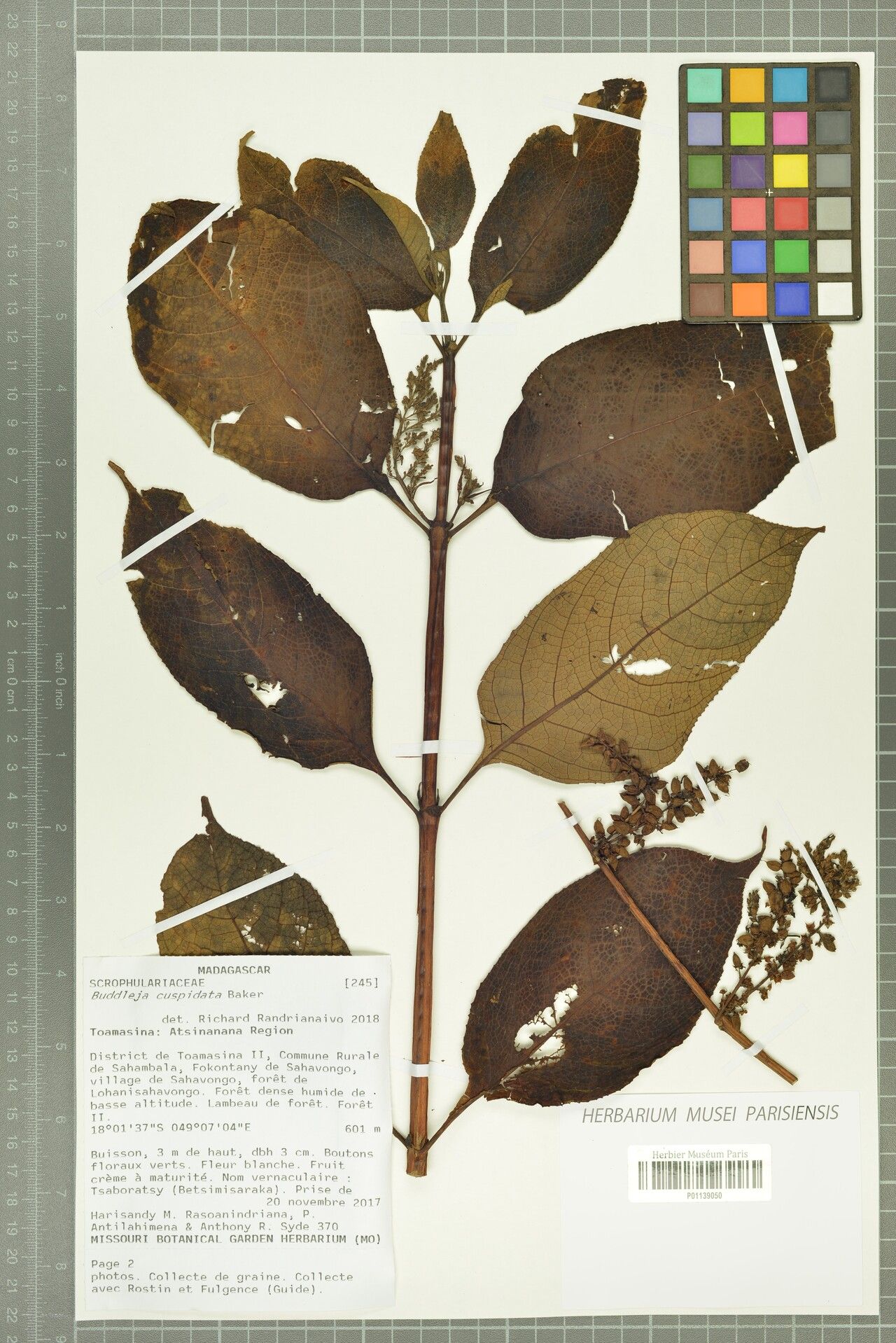 Buddleja cuspidata — search result for 'Buddleja'