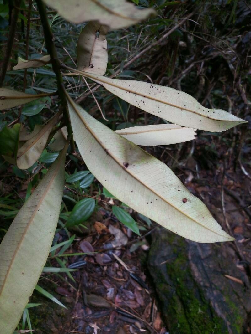 Tristaniopsis merguensis — houseplant care guide