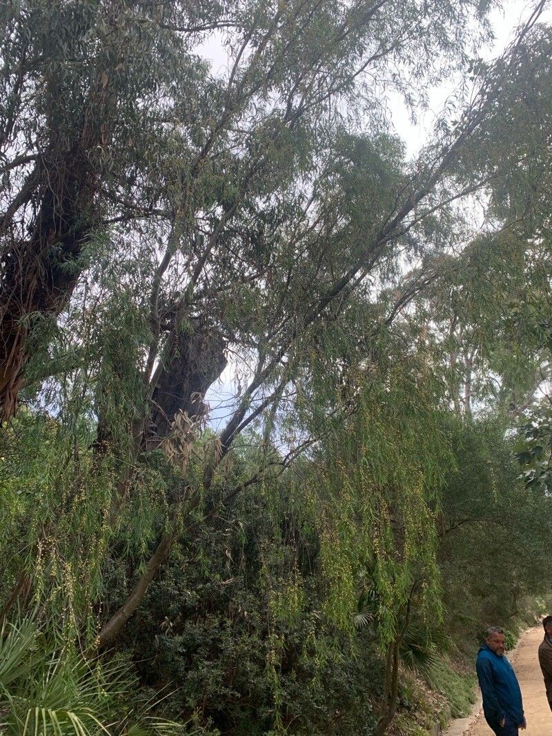 Pittosporum phillyreoides habit