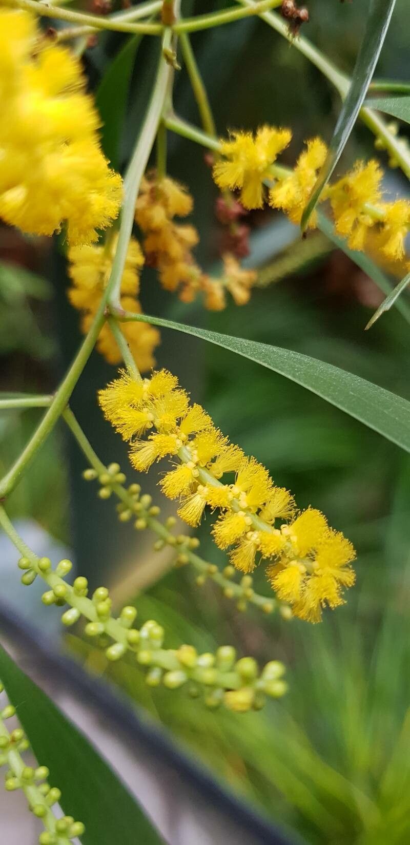 Acacia spirorbis flower