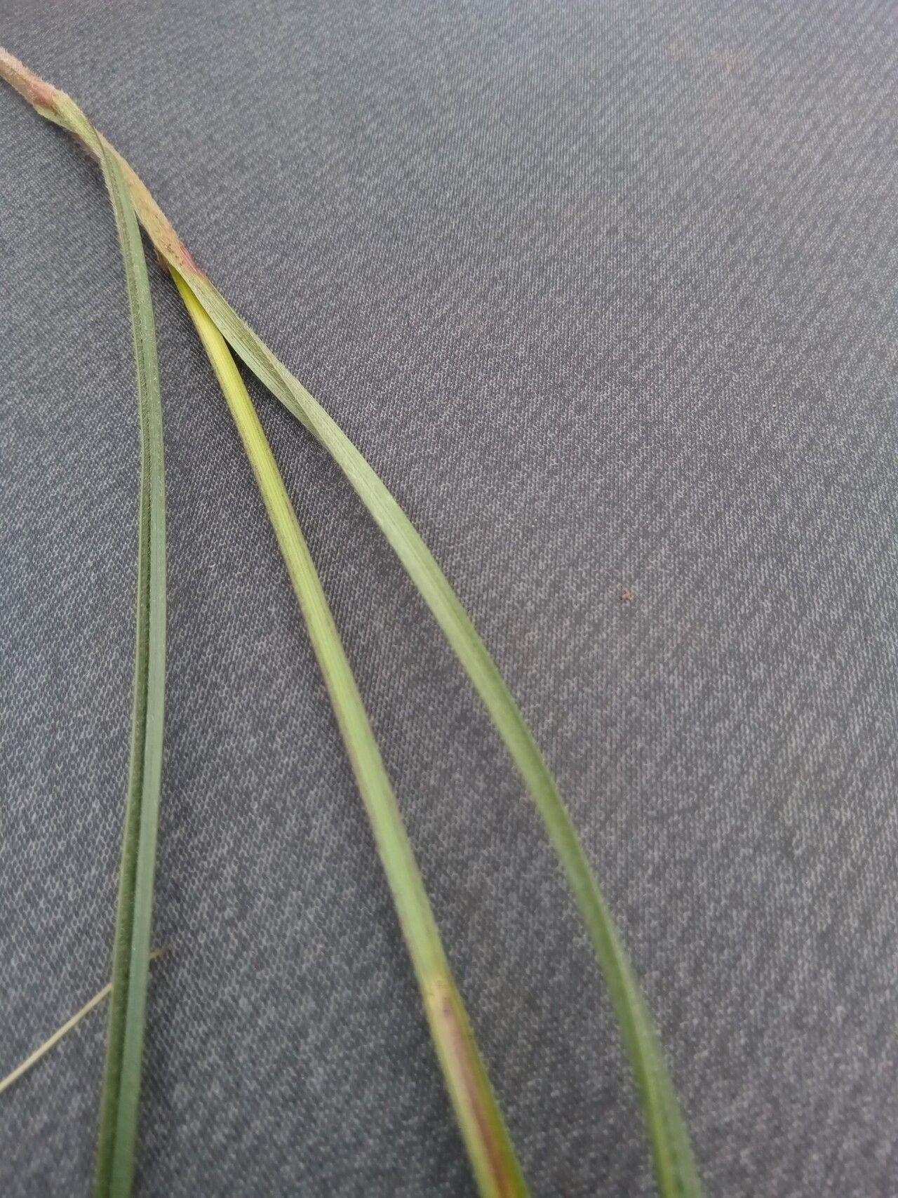 Scleria melanomphala — houseplant care guide