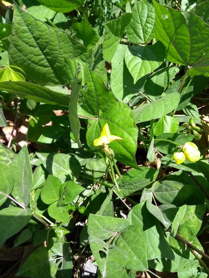 Vigna marina — search result for 'Vigna'