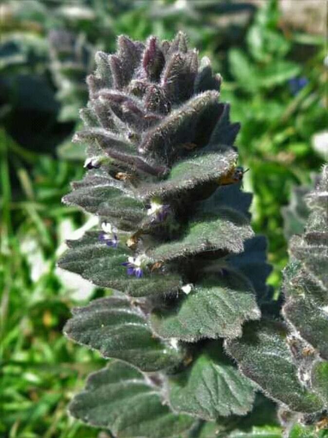 Ajuga orientalis flower