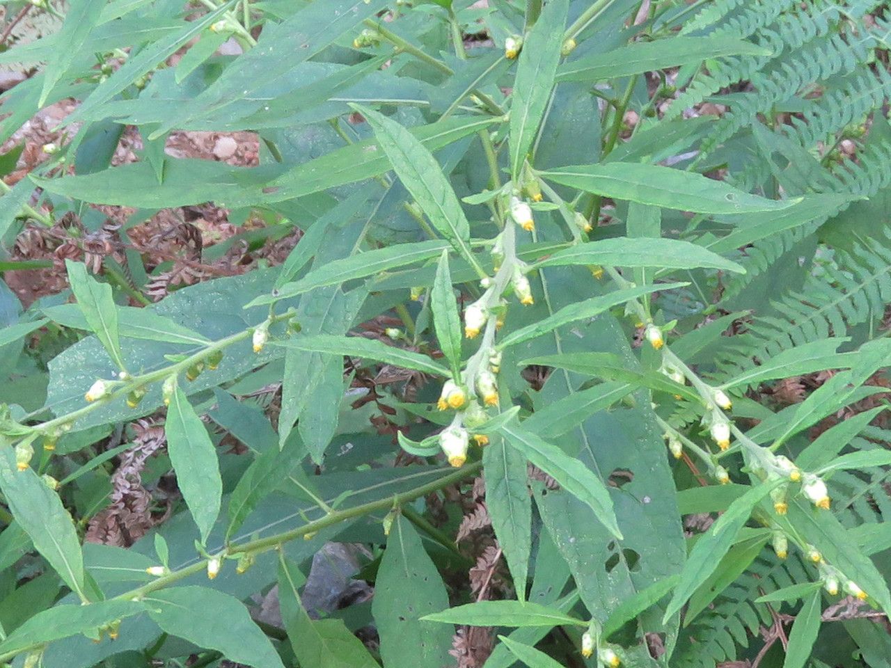 Carpesium abrotanoides flower