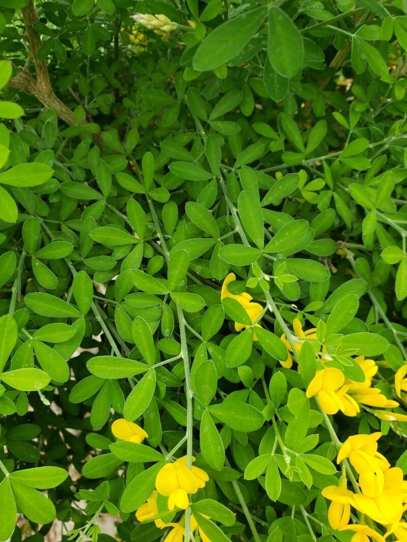 Genista canariensis leaf