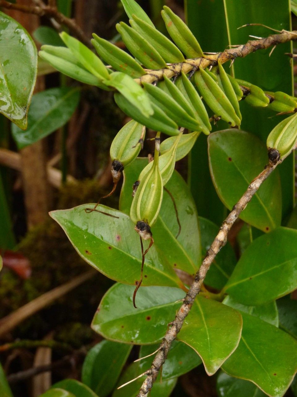 Angraecum expansum fruit