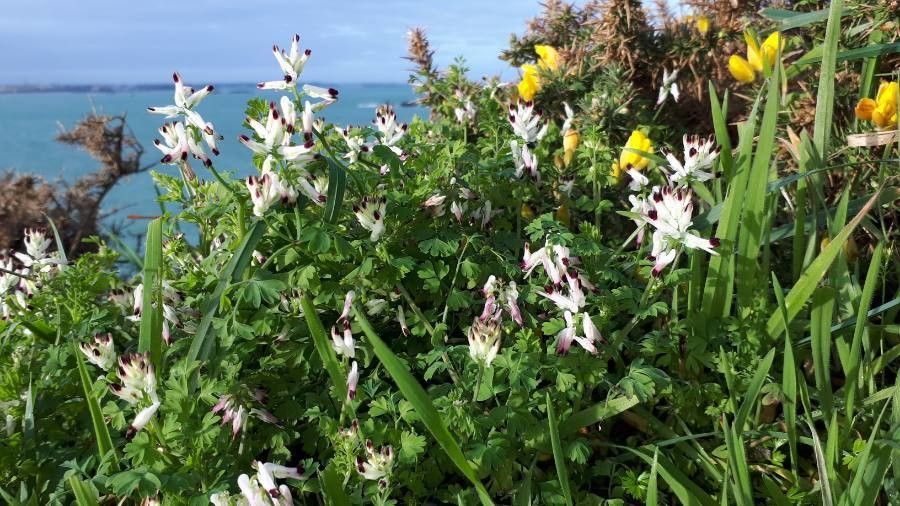 Fumaria bastardii flower
