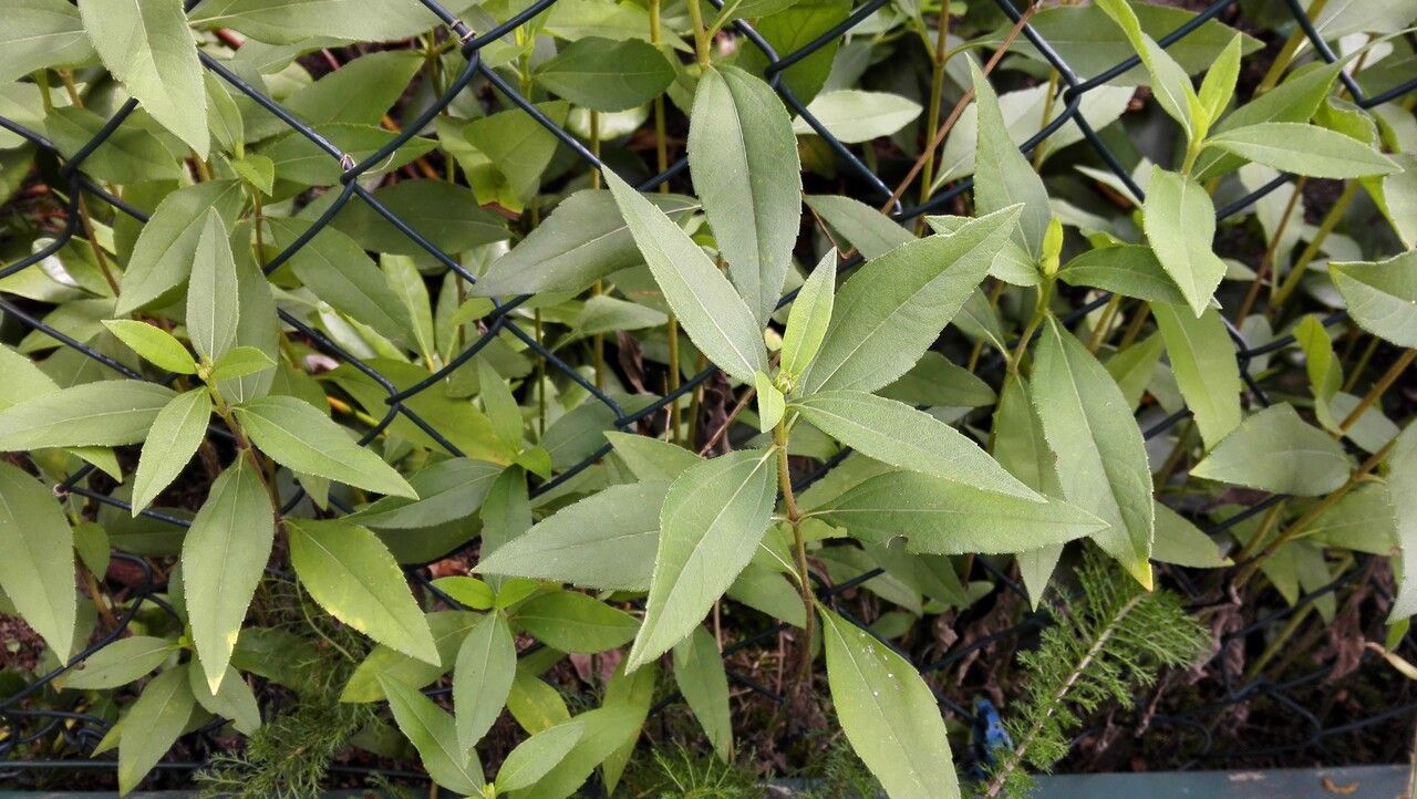 Helianthus × laetiflorus habit
