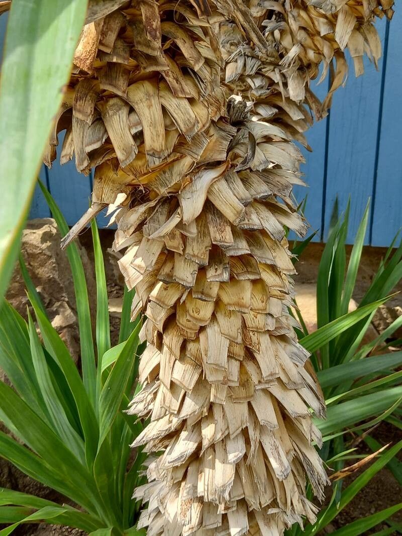 Yucca recurvifolia bark