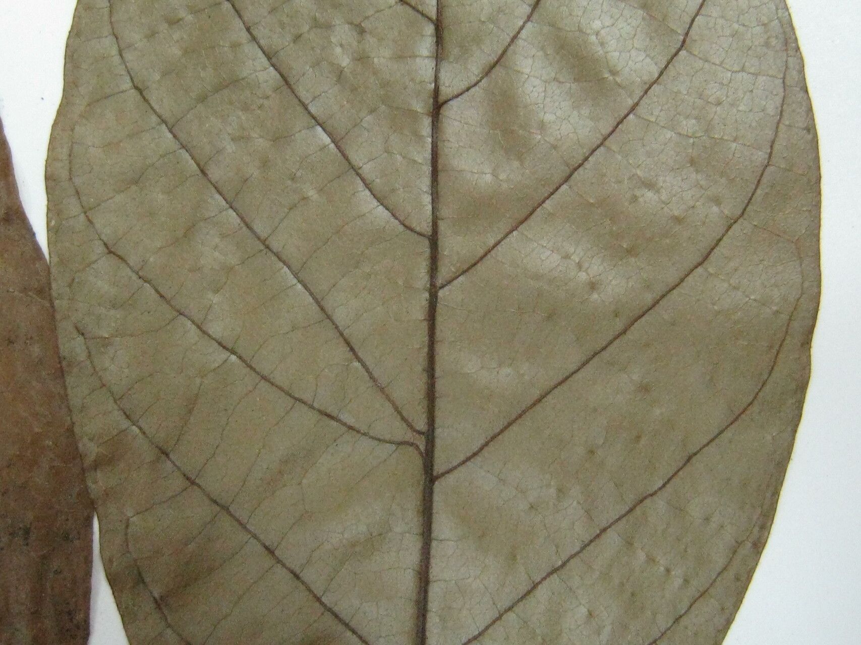 Annona haematantha other