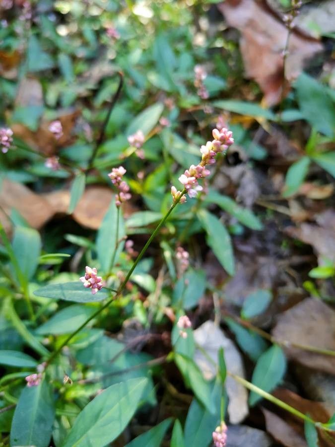 Polygonum persicaria flower