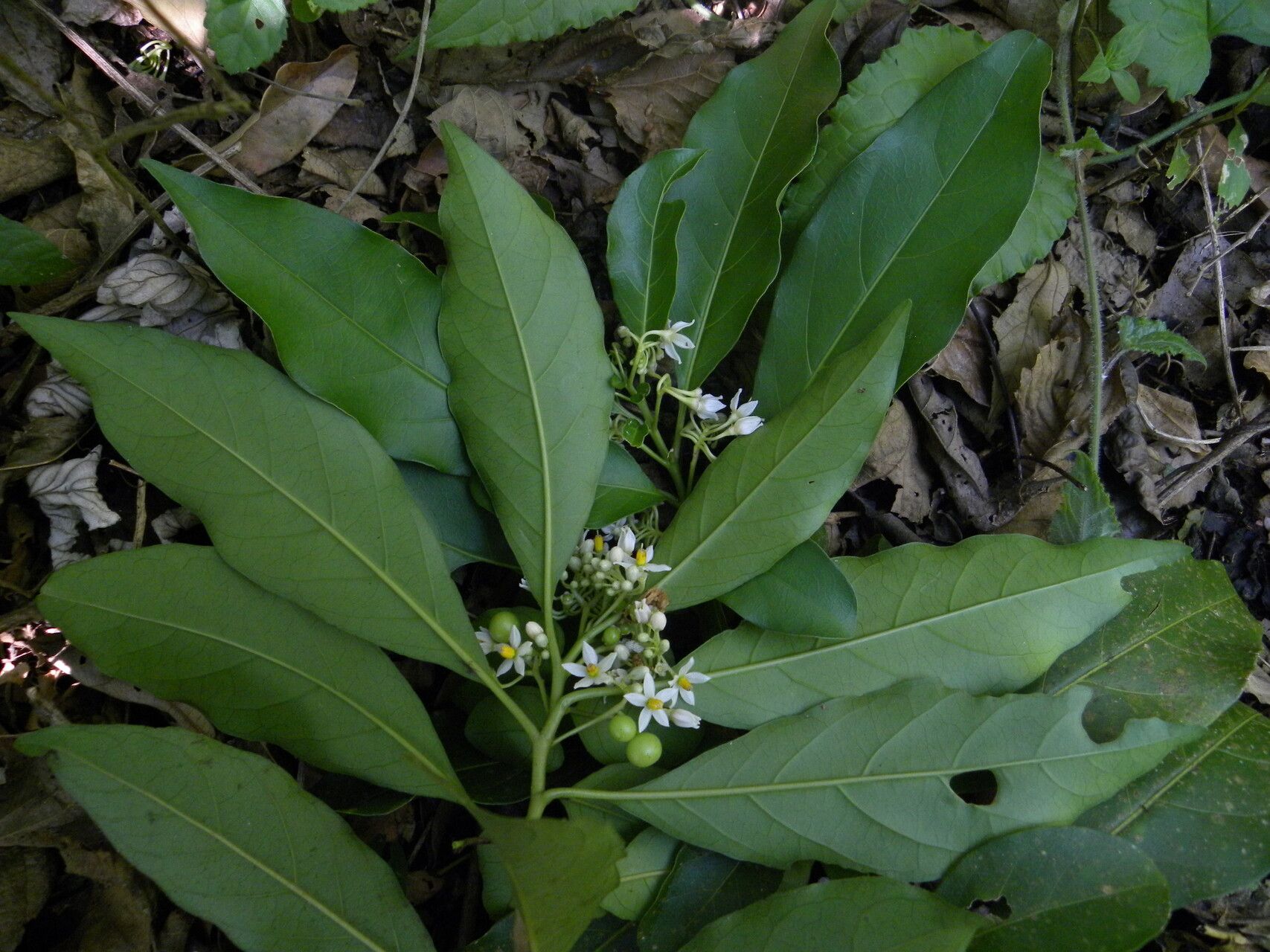 Solanum tuerckheimii flower