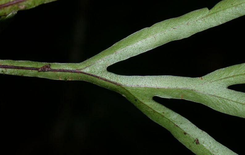 Pleopeltis christensenii bark